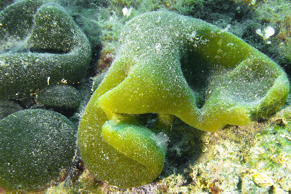 sveta marina